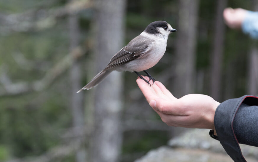 How to Train Birds to Sit on Your Hand