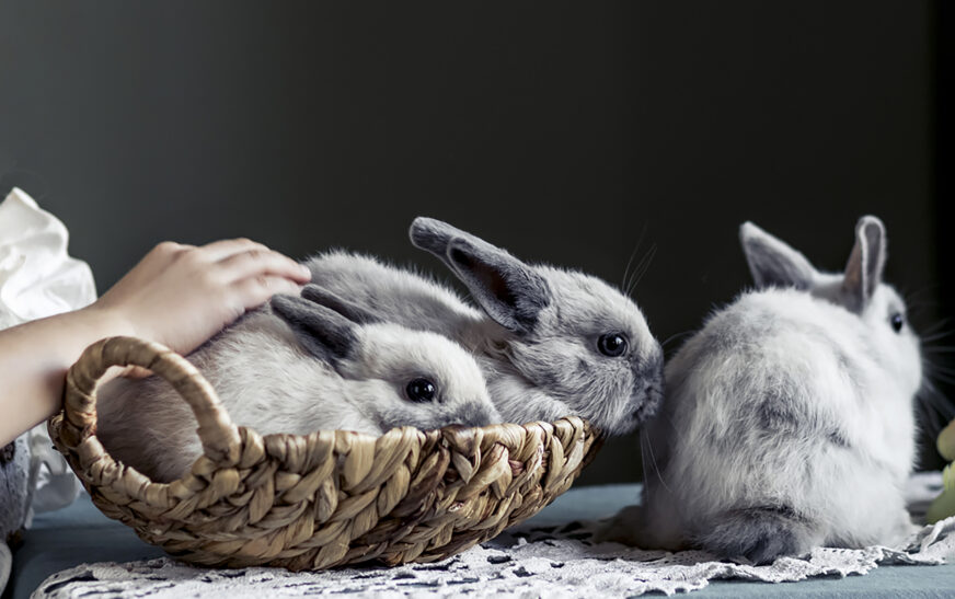 How to Take Care of Rabbits as Pets