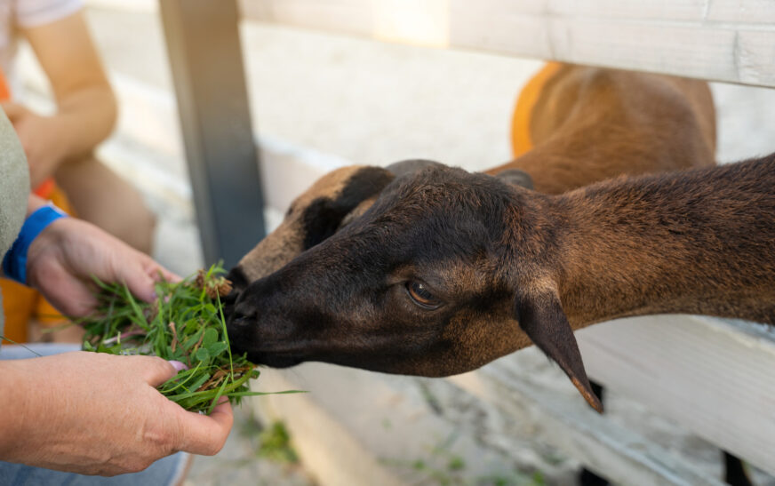 How to Feed Goats for Better Health