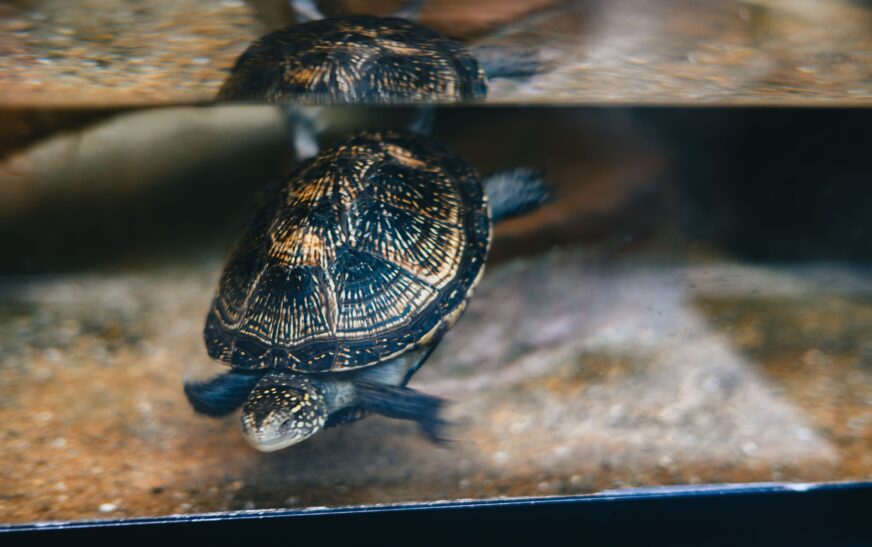 How to Take Care of a Pet Turtle Properly