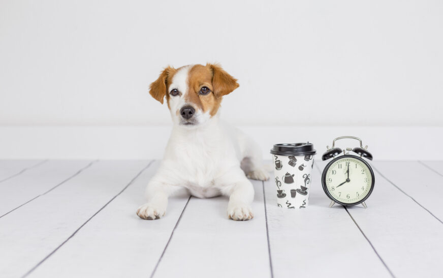 How to Create a Daily Routine for Your Pet