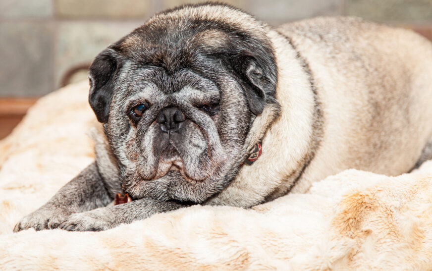 How to Care for Senior Dogs Properly
