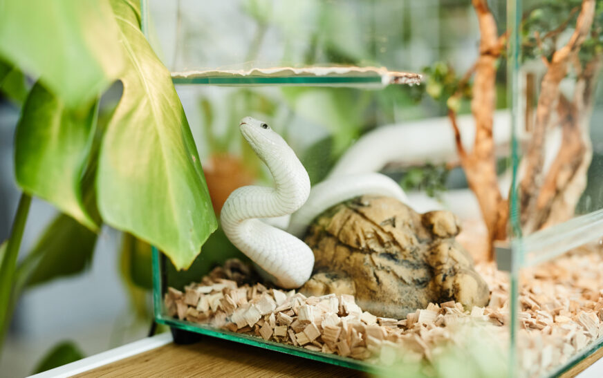 How to Set Up a Terrarium for Reptiles