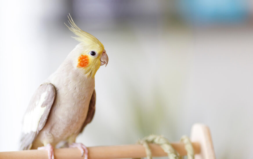How to Keep Pet Birds Mentally Active