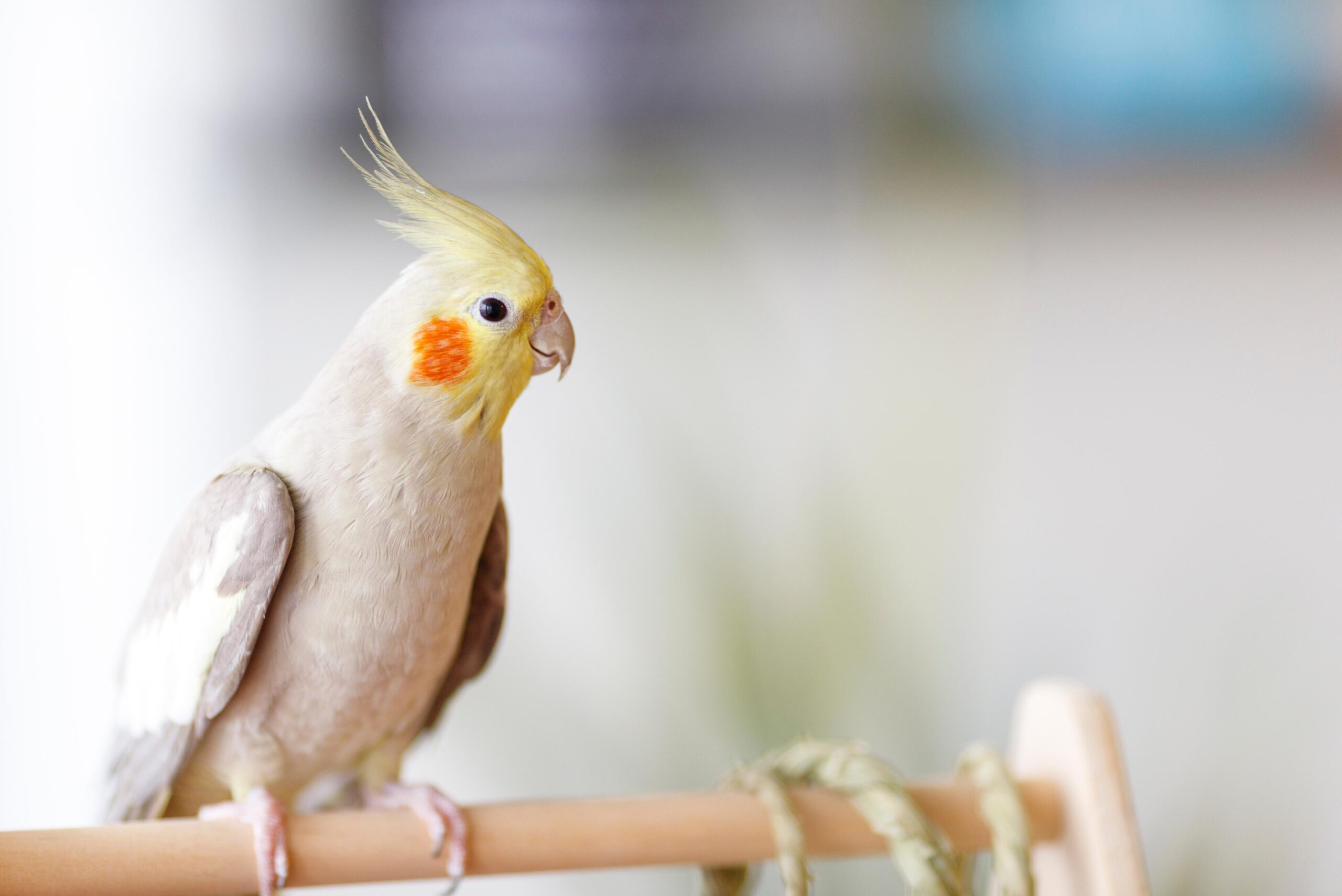 How to Keep Pet Birds Mentally Active