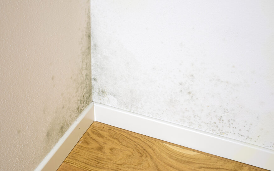 How to Prevent Mold and Dampness in Your Home