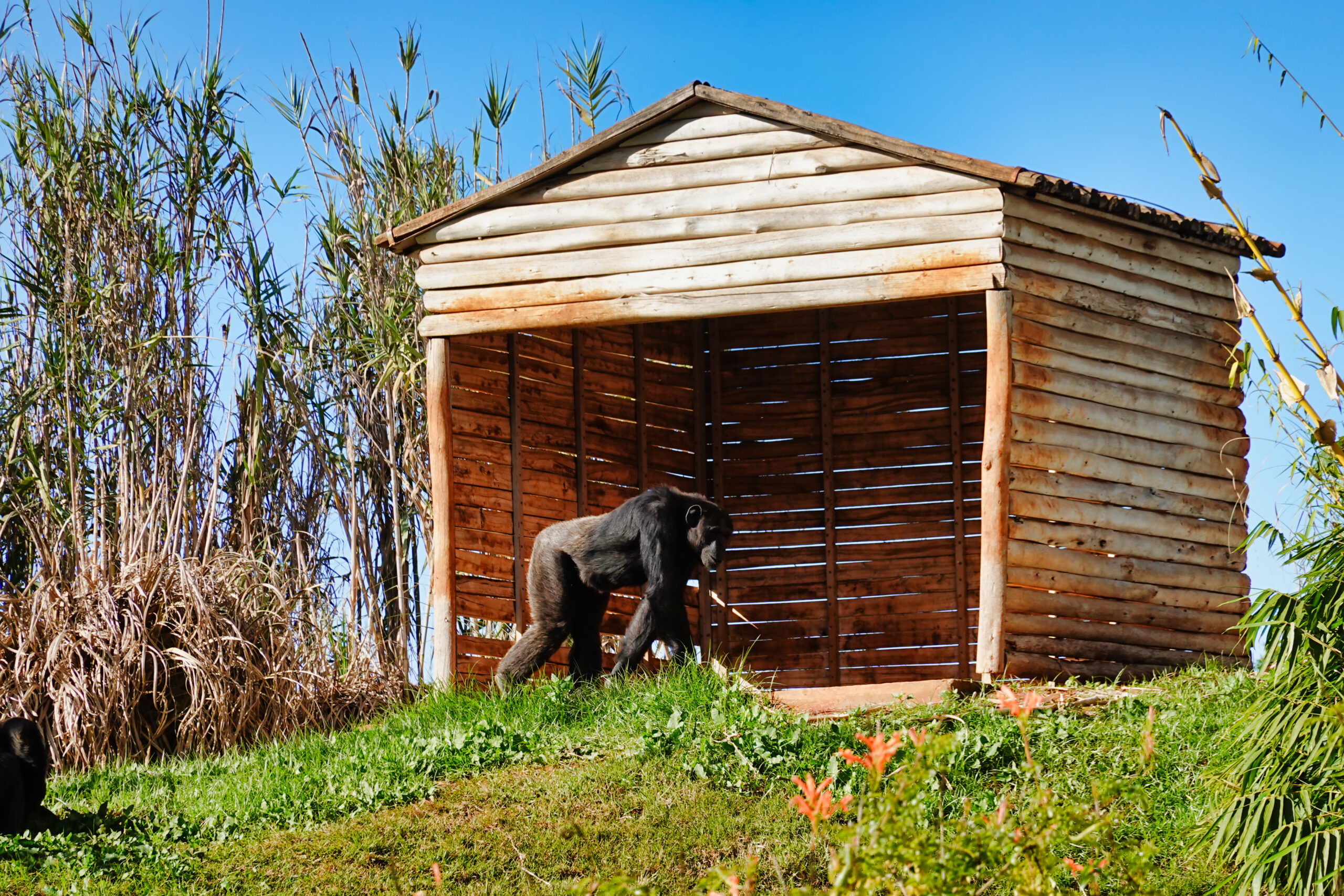 How to Build a Shelter for Outdoor Animals