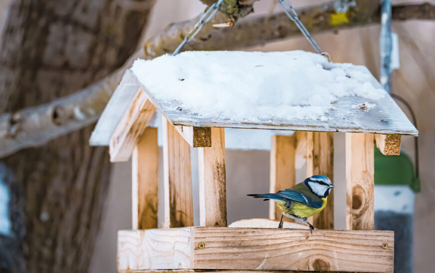 How to Build a Bird-Friendly Garden