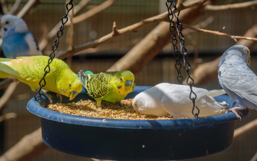 How to Feed Birds Properly at Home