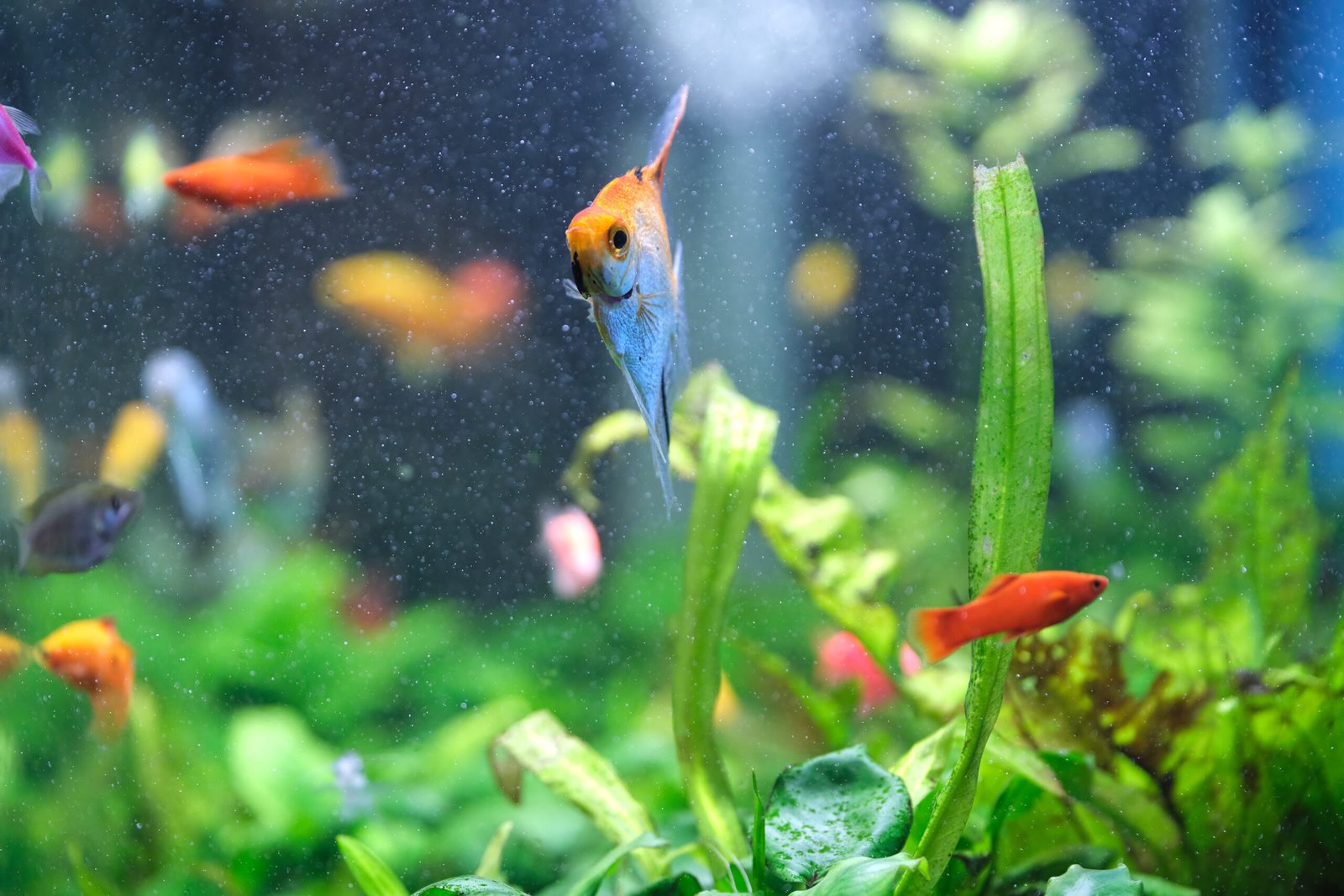 How to Prevent Fish Tank Diseases