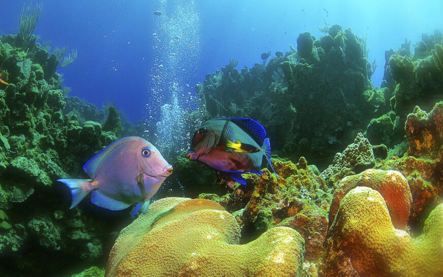 How to Learn About Ocean Science Easily
