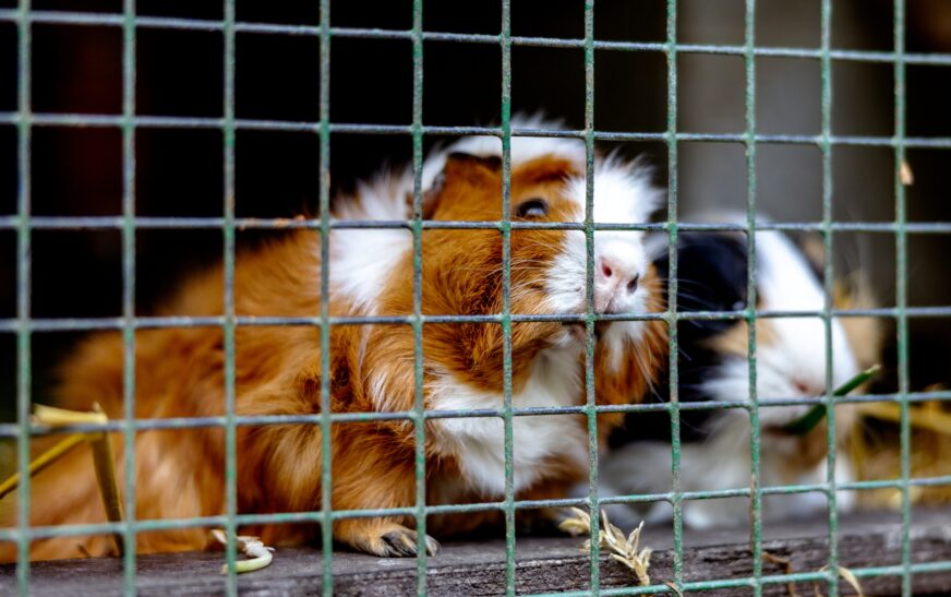 How to Raise Guinea Pigs at Home