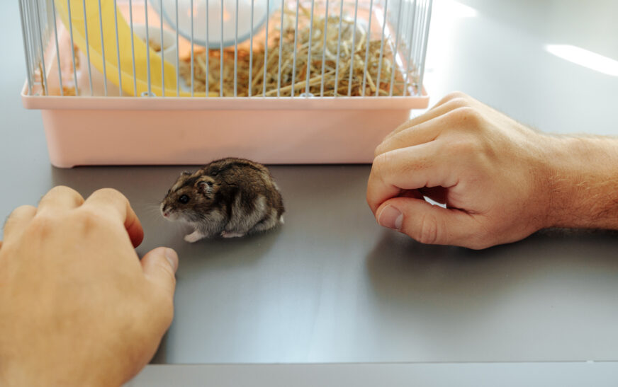 How to Take Care of Hamsters Properly