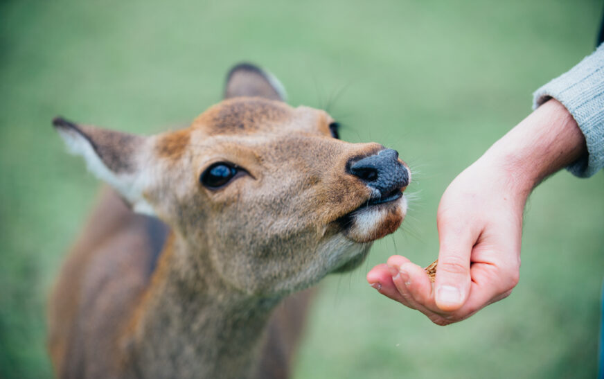 How to Understand Animal Body Language