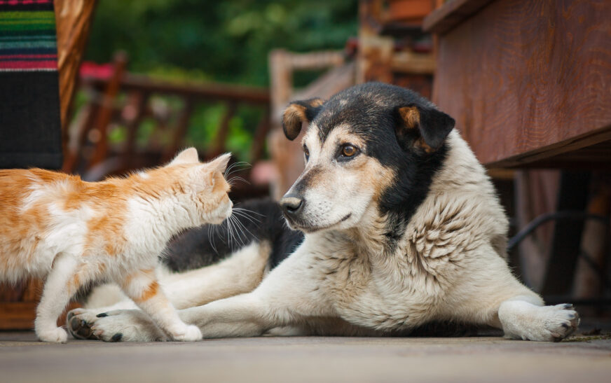 How to Socialize Your Pet with Other Animals