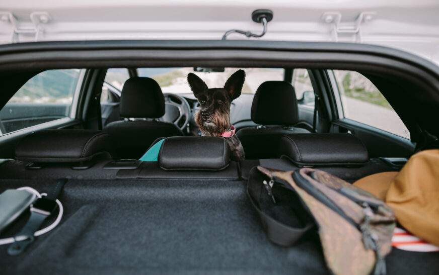 How to Travel Long Distance with Animals