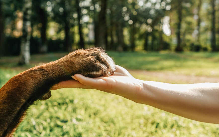 How to Handle Animals Safely for Beginners