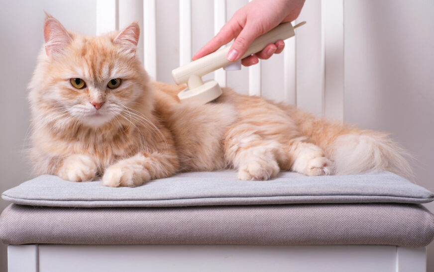 How to Keep Your Cat’s Fur Clean and Healthy