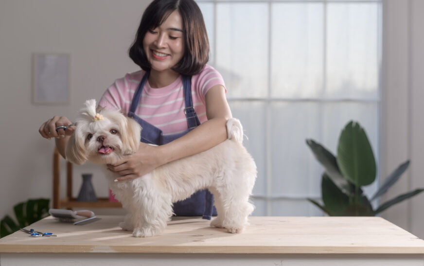 How to Groom Your Dog at Home