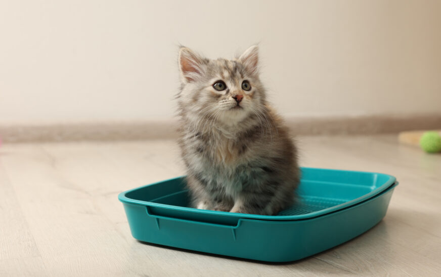 How to Train Your Cat to Use a Litter Box