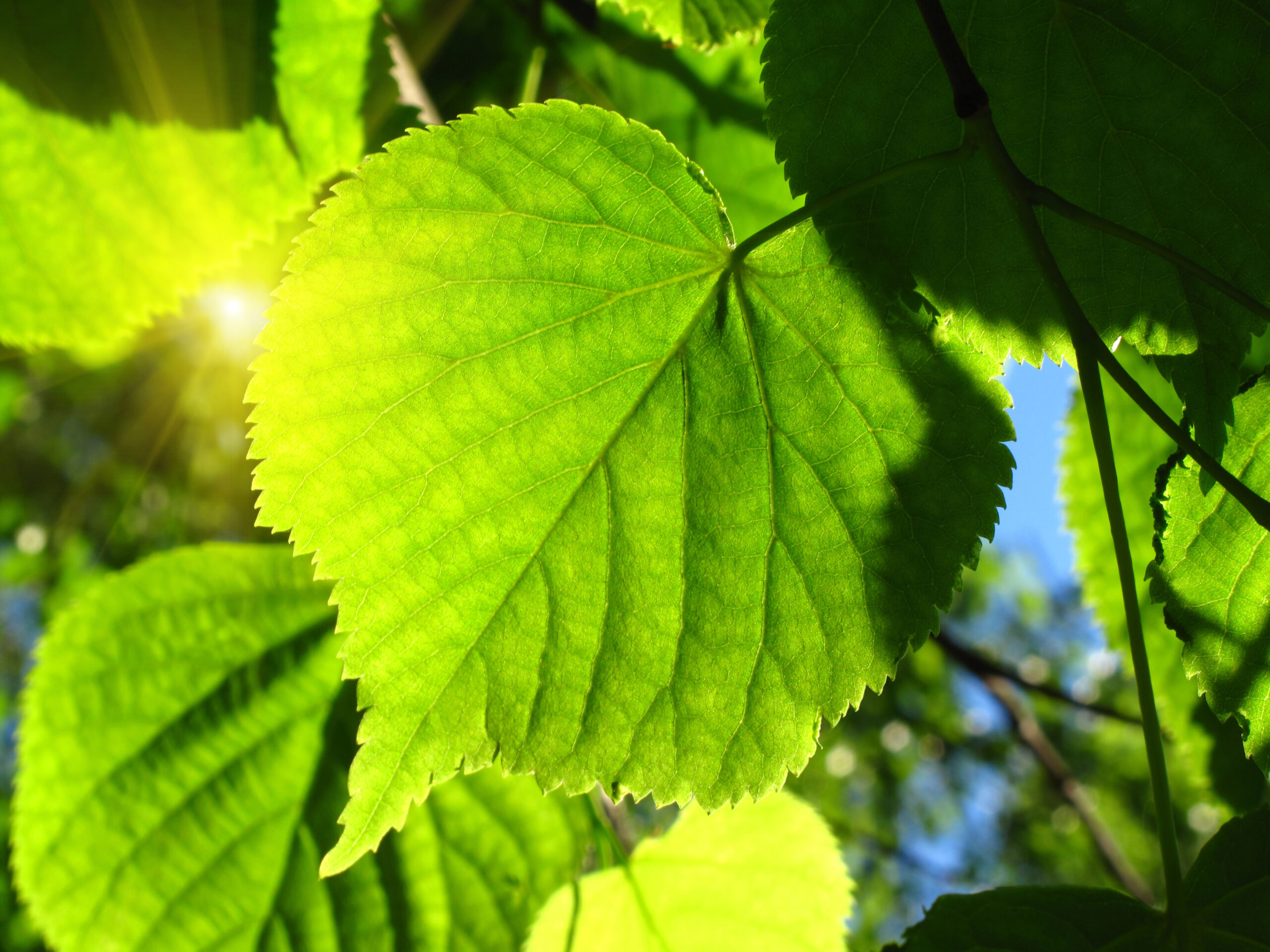 How to Understand Photosynthesis Step by Step