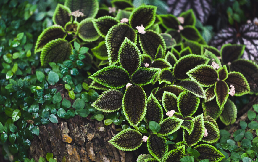 How to Grow Shade-Loving Plants