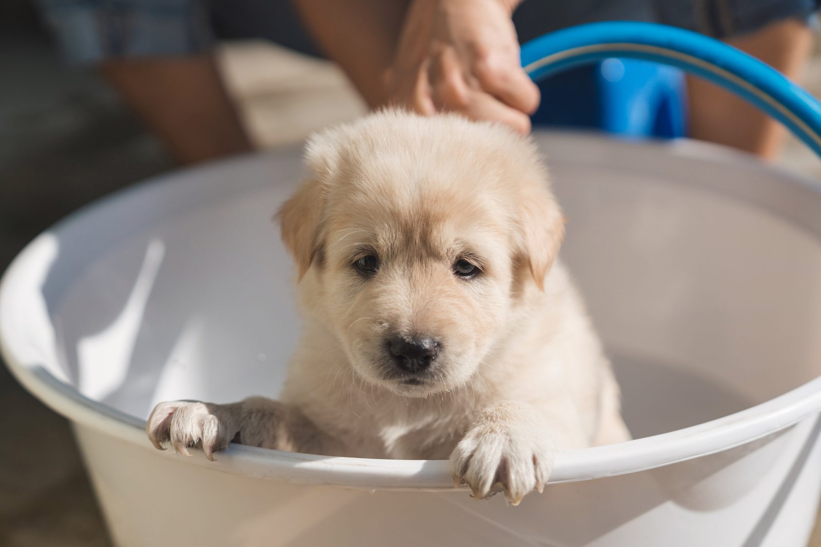 How to Clean and Maintain Animal Shelters
