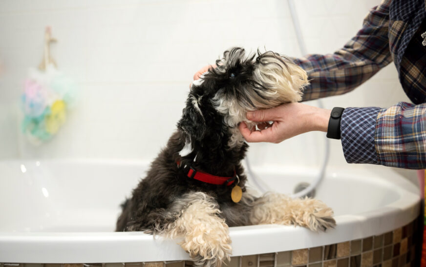 How to Bathe Your Dog Without Stress
