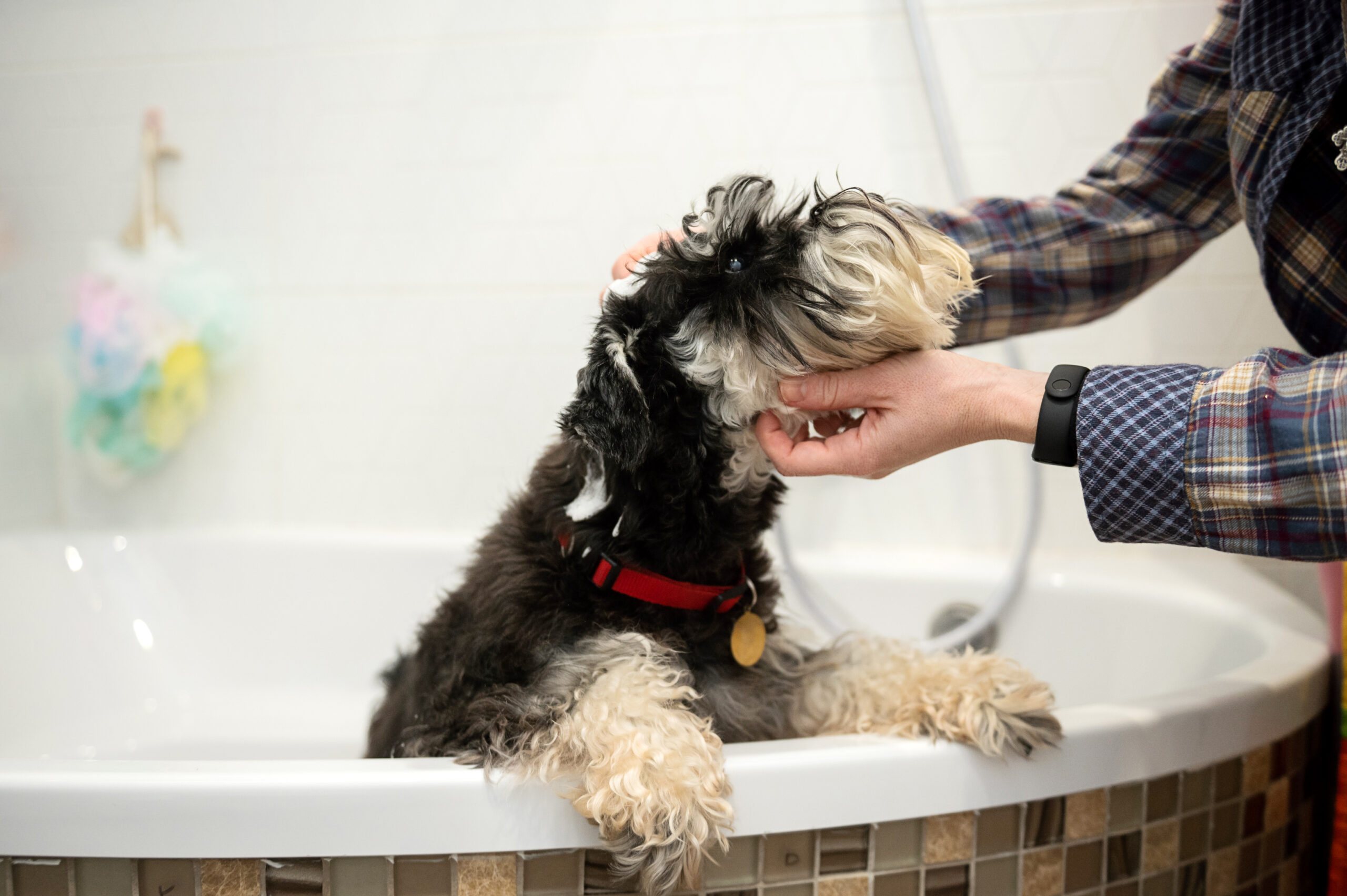 How to Bathe Your Dog Without Stress