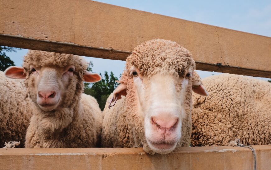 How to Take Care of Sheep on a Farm