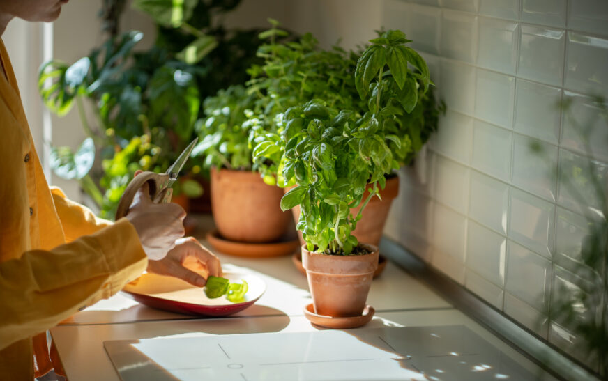 How to Grow Herbs in Your Kitchen