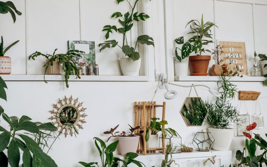 How to Decorate Your Home with Plants