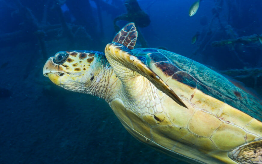 How to Learn About Marine Biology Basics