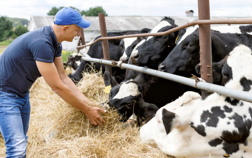 How to Take Care of Cows on a Farm