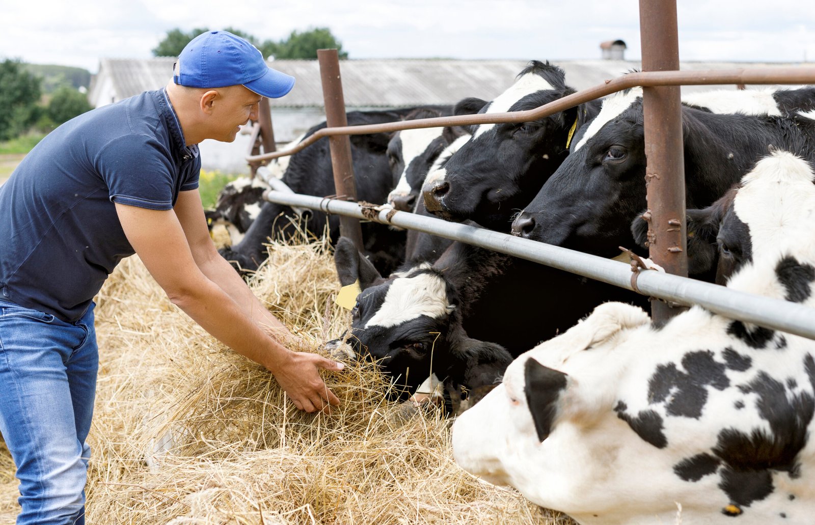 How to Take Care of Cows on a Farm