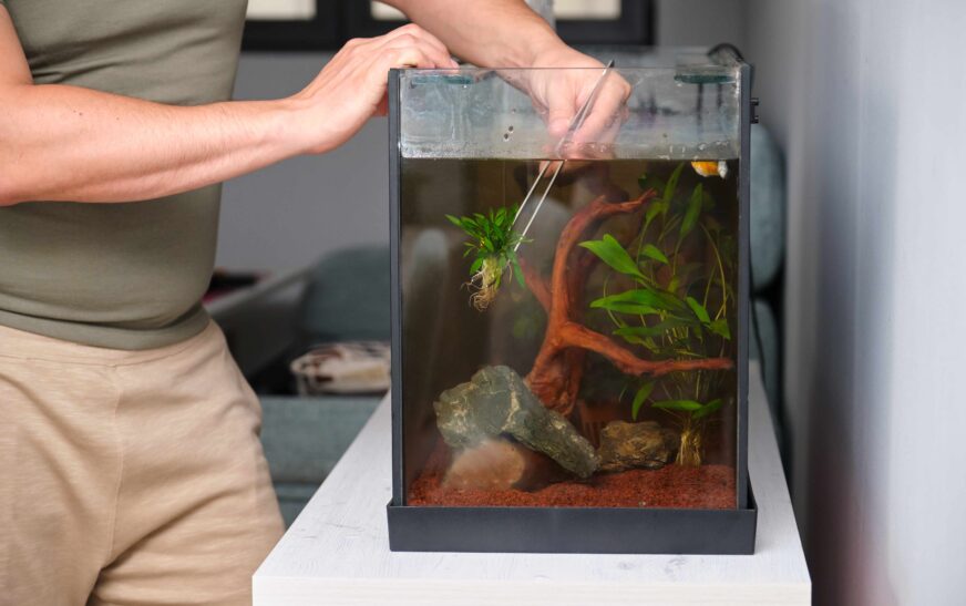 How to Set Up a Fish Tank for Beginners