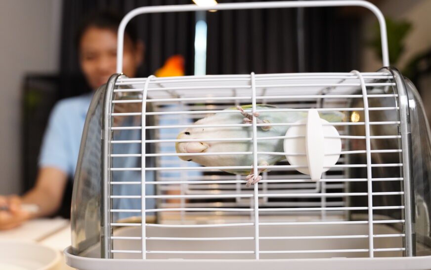 How to Set Up a Comfortable Cage for Small Pets