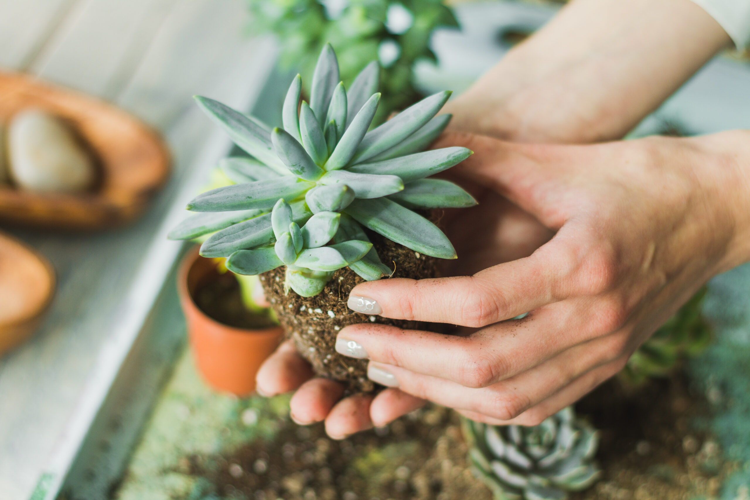 How to Grow Succulents at Home Easily