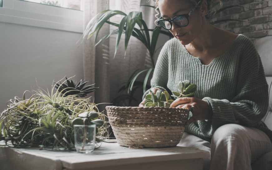How to Grow Plants Indoors Successfully