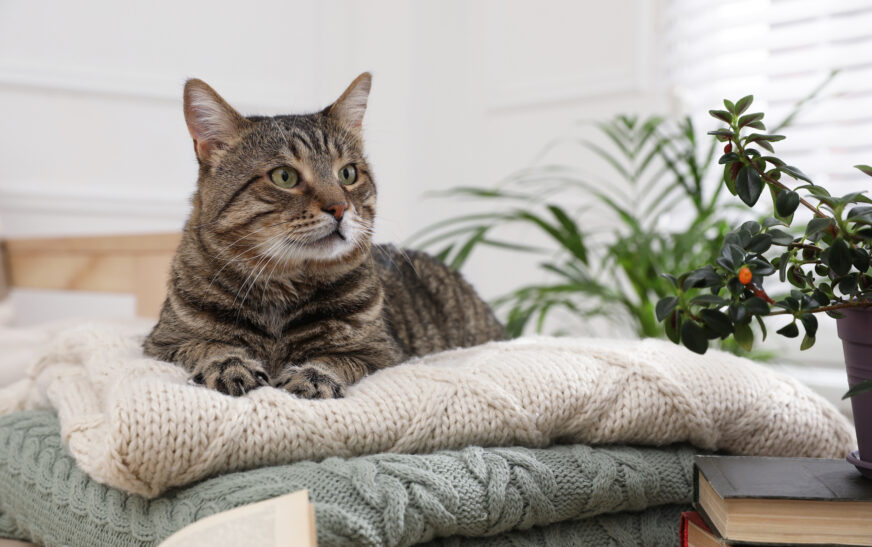 How to Keep Your Cat Happy Indoors
