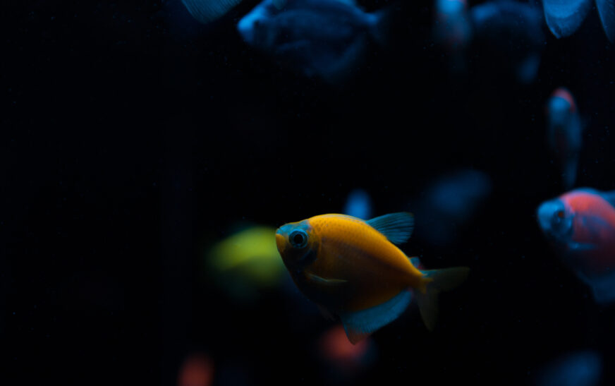 How to Keep Aquarium Fish Healthy Long-Term