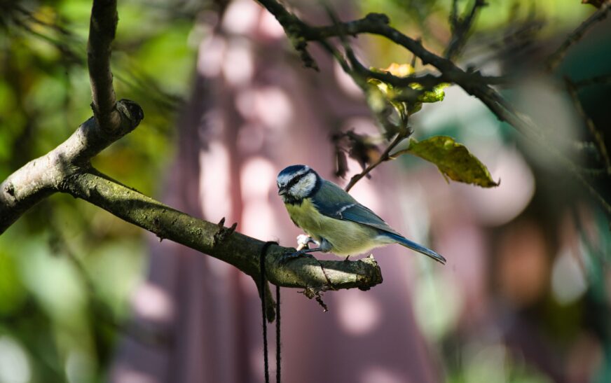 How to Attract Birds to Your Home
