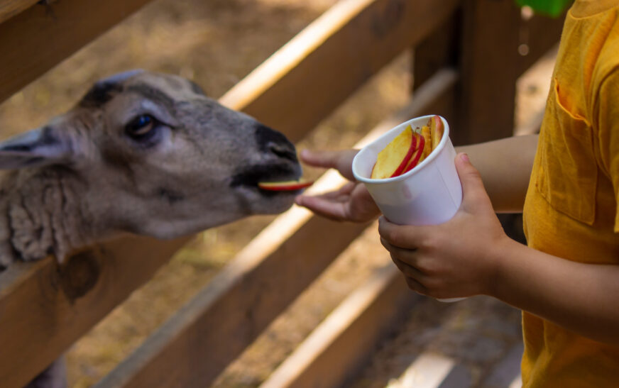 How to Feed Exotic Pets Safely