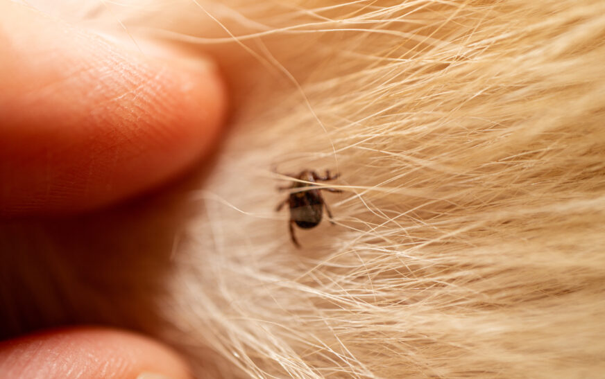 How to Protect Pets from Common Parasites