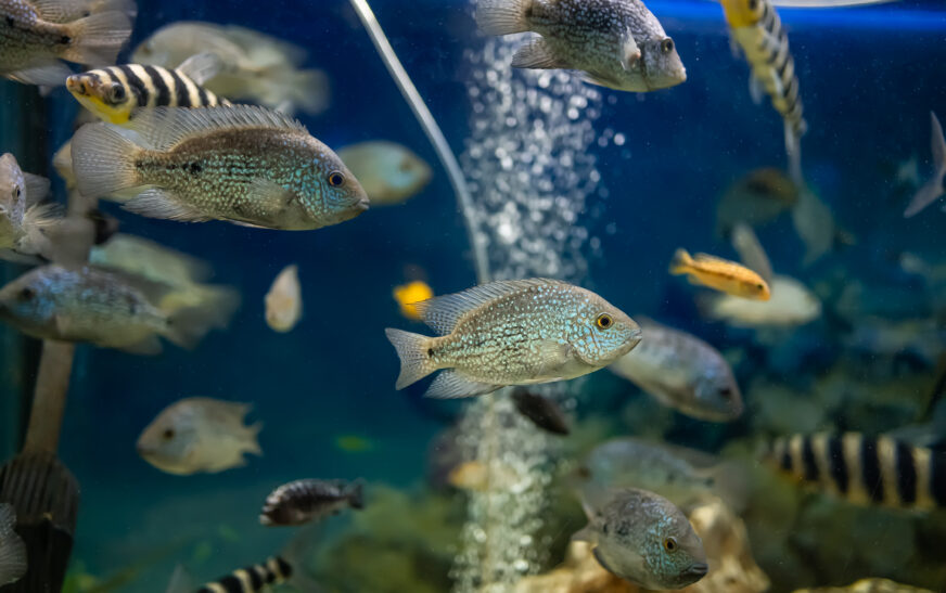 How to Take Care of Pet Fish in an Aquarium