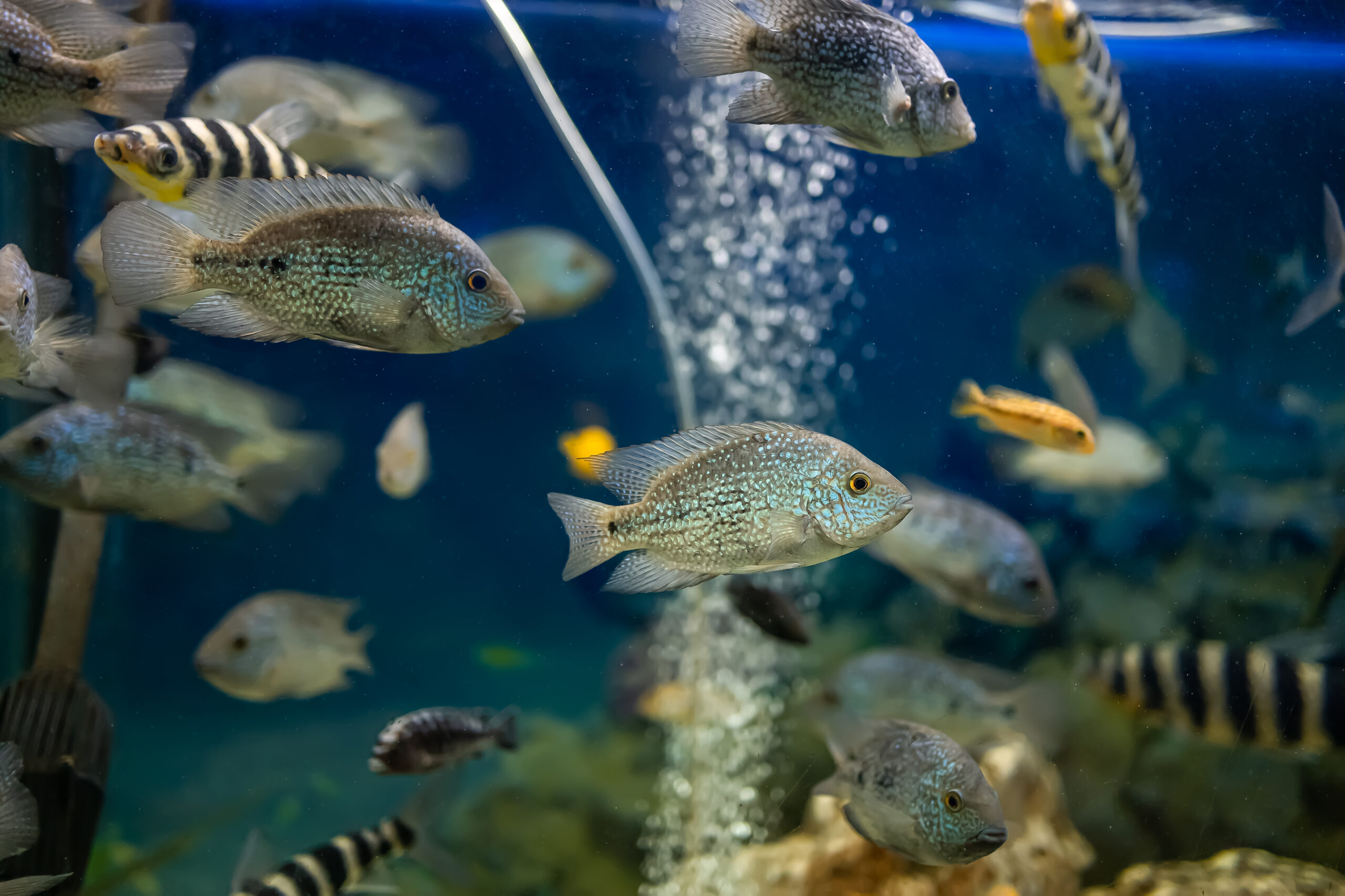 How to Take Care of Pet Fish in an Aquarium
