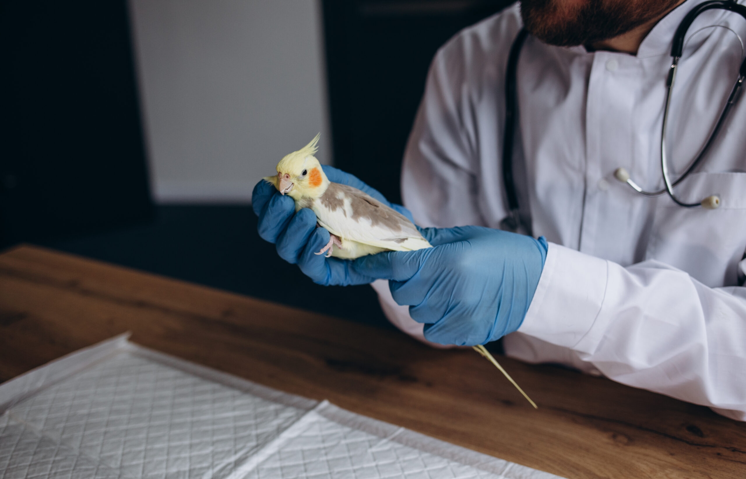 How to Identify Healthy vs Sick Birds