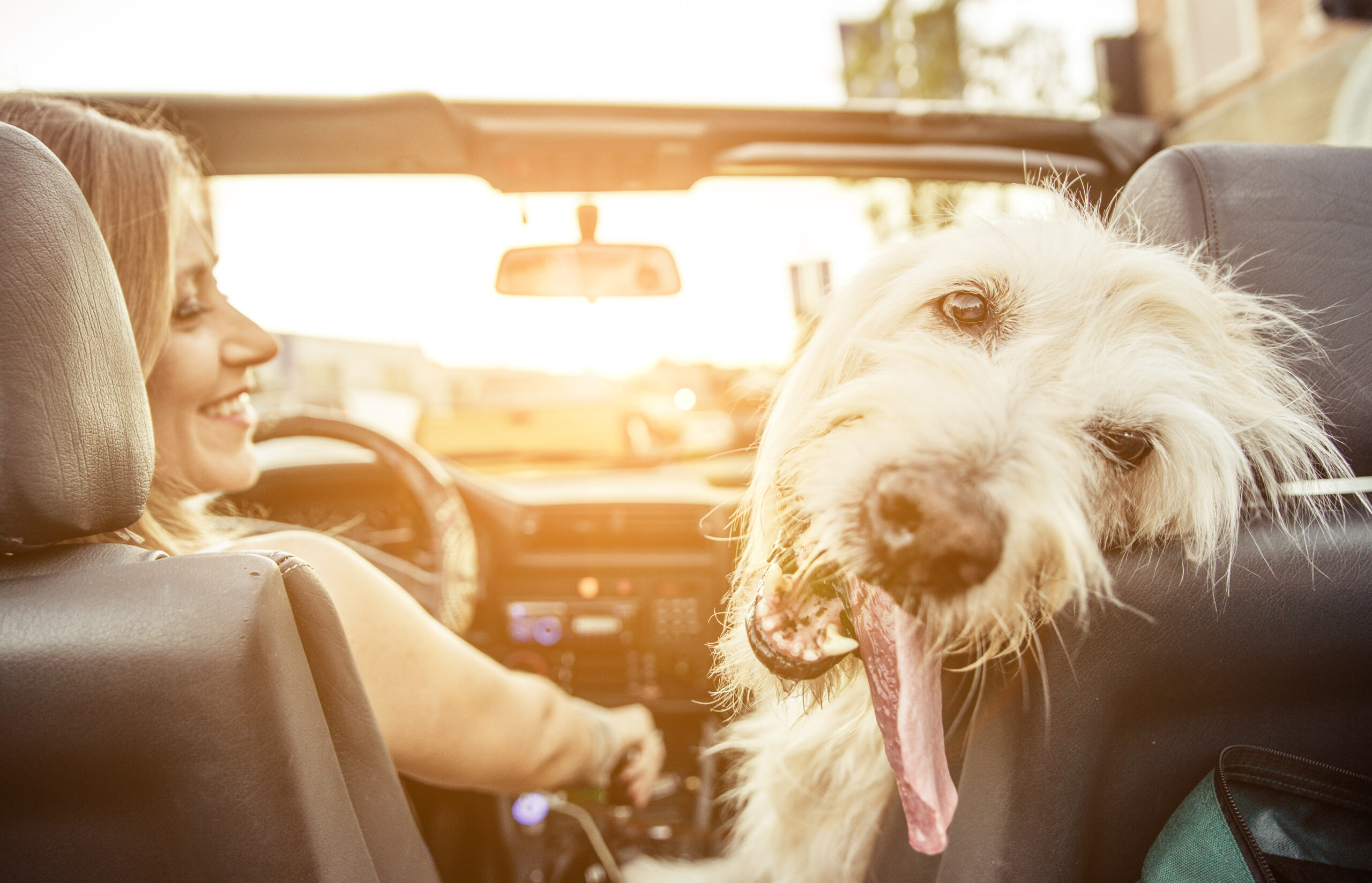 How to Travel Safely with Your Pet