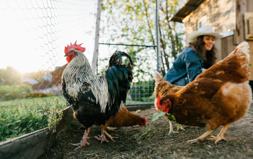 How to Raise Chickens in Your Backyard