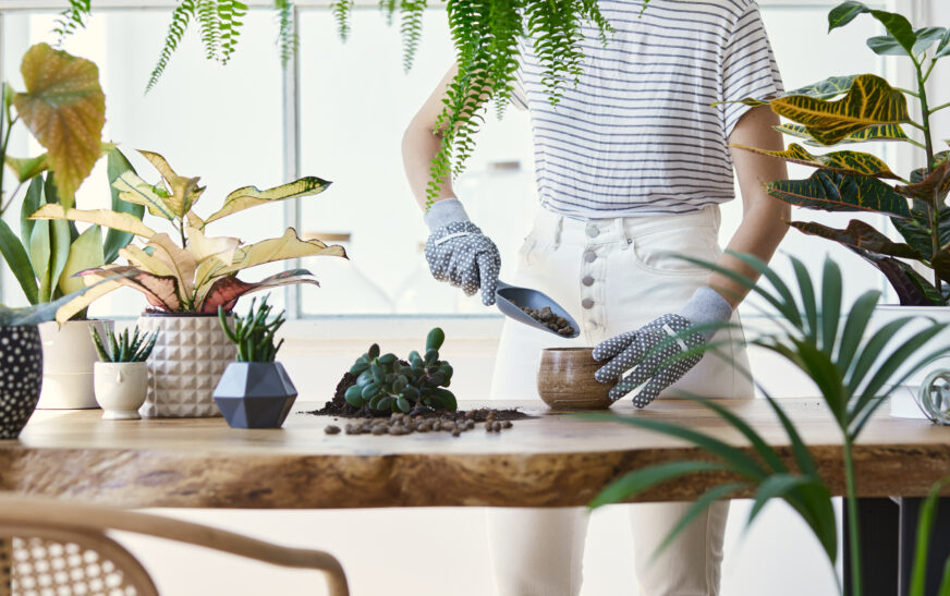 How to Choose Indoor Plants for Your Home